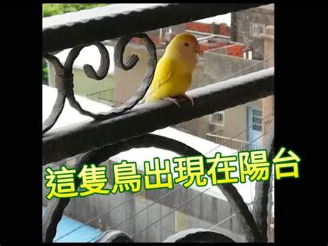 陽台飛來一隻鳥|【鳥飛來陽台】鳥兒飛來報喜！陽台飛來小鳥、鴿子築巢，象徵好。